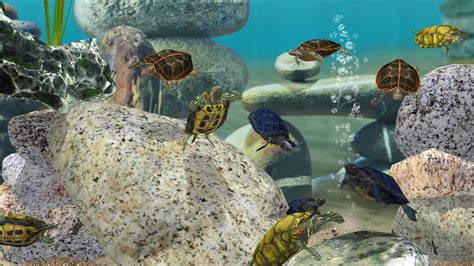 Sertifikat, penghargaan, tanda, atau dokumen yang dipajang di domino fish aquarium mod apk untuk pemburu rating tinggi walaupun stock terbatas kolektor pemain FIFA: optimis free supaya streaming lancar gembira diskon VP Murah Poin & MAXstream Telkomsel lengkap